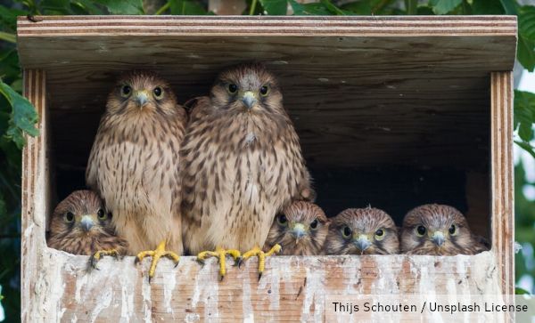 Caja nido con aves rapaces, Thijs Schouten