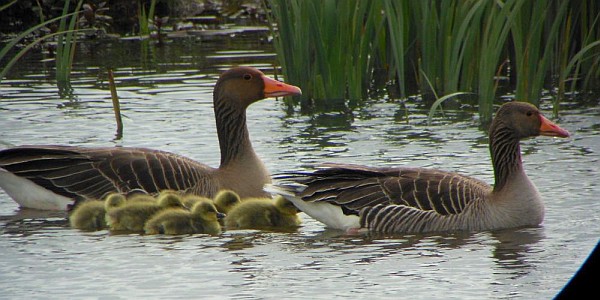 Antzaren argazkia