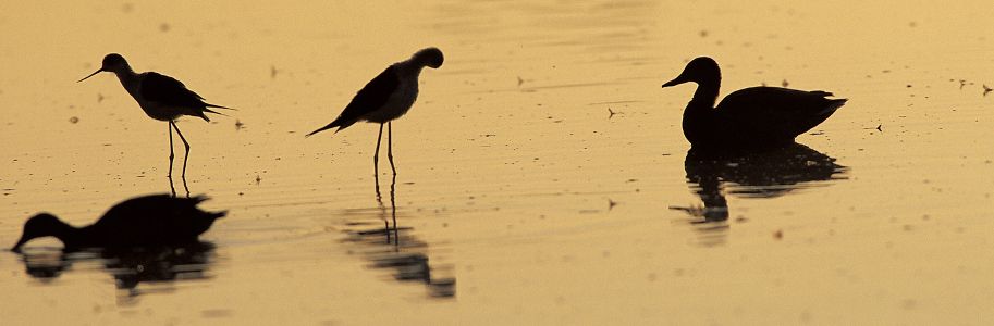 Aves migradoras