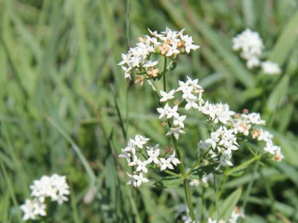 Galium boreale