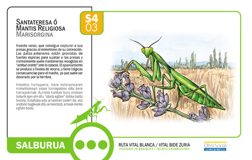 Ruta vital blanca 03